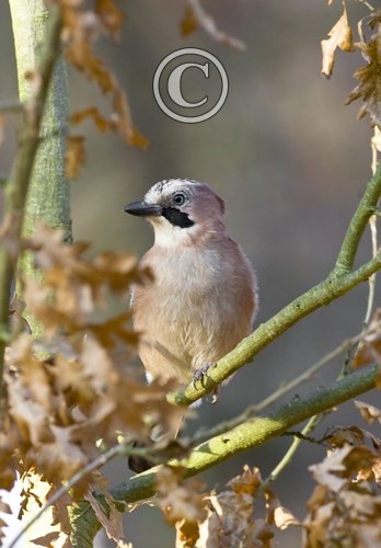 Jay DM0788